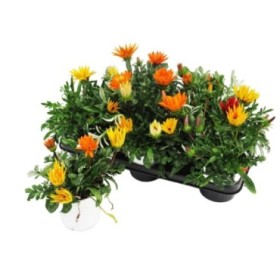 GAZANIA HYBRIDA M13