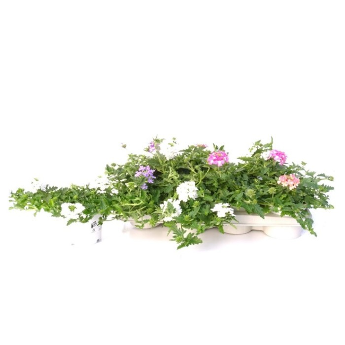 VERBENA HYBRIDA M13
