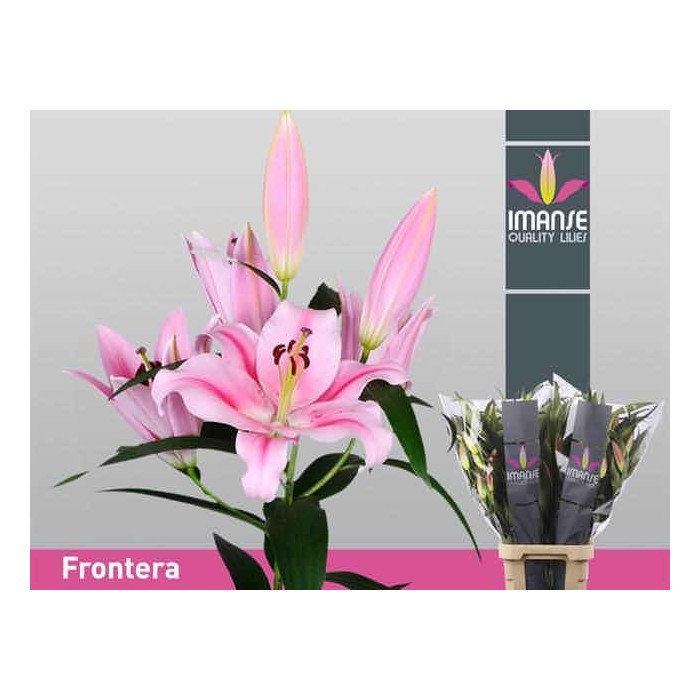 FLOR, LILIUM ORIENTAL FRONTERA 100cm. x10 rosa