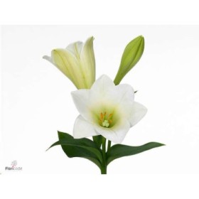 FLOR, LILIUM LONGUIFLORUM WATCH UP. paq.x10 tallos