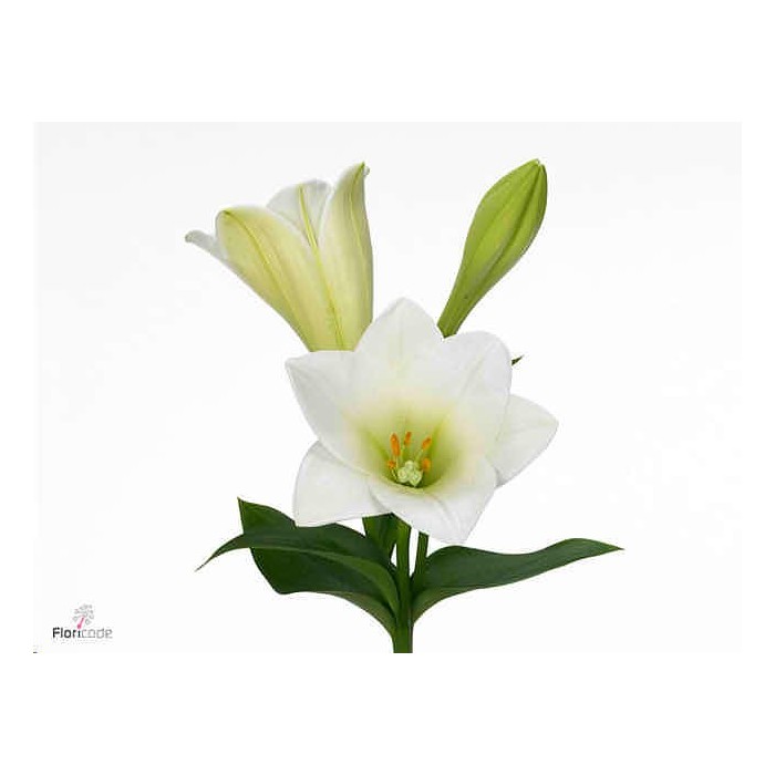 FLOR, LILIUM LONGUIFLORUM WATCH UP. paq.x10 tallos