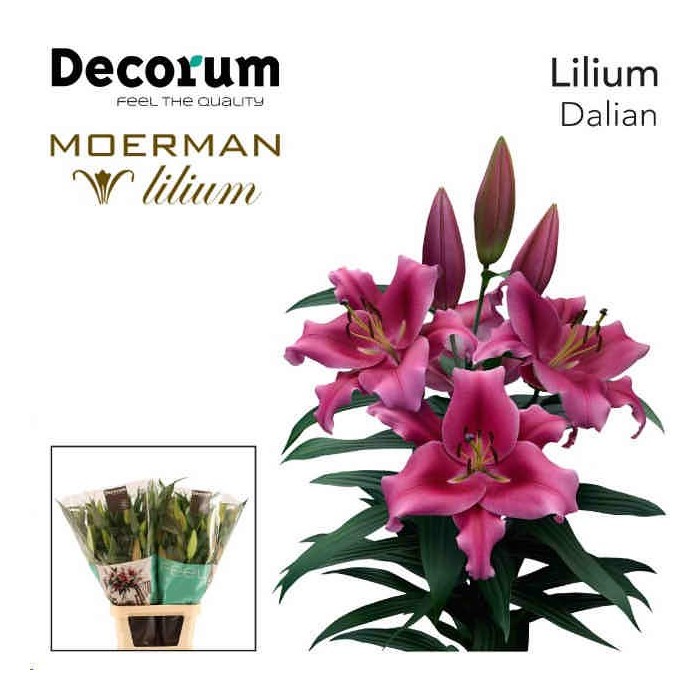 FLOR, LILIUM ORIENTAL HO. DALIAN 5/8F 90cm. ROSA