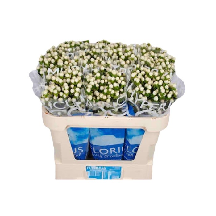 FLOR, HYPERICUM COCO UNO 60cm. x10 tig  blanc