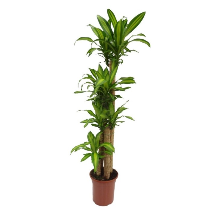 DRACAENA MASSANGEANA, 4 troncos-M30 170cm.