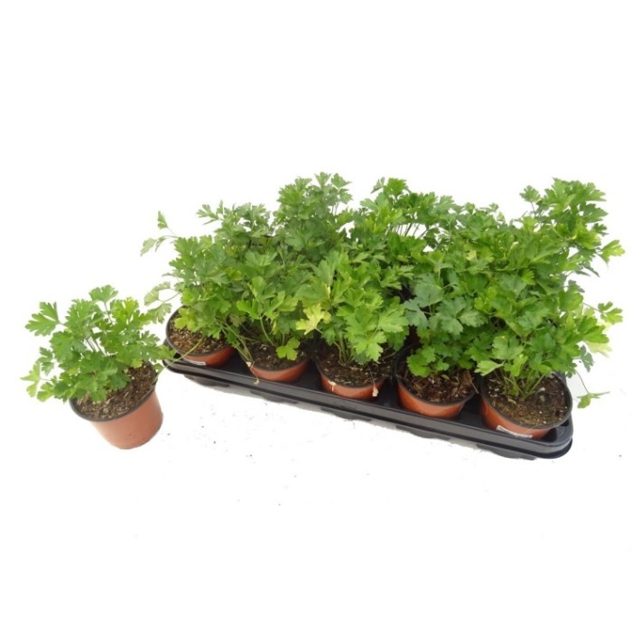 PETROSELINUM CRISPUM LISO 11 - JULIVERT LLIS