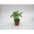 PETROSELINUM CRISPUM LISO 11 - JULIVERT LLIS