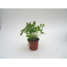 PETROSELINUM CRISPUM LISO 11 - JULIVERT LLIS