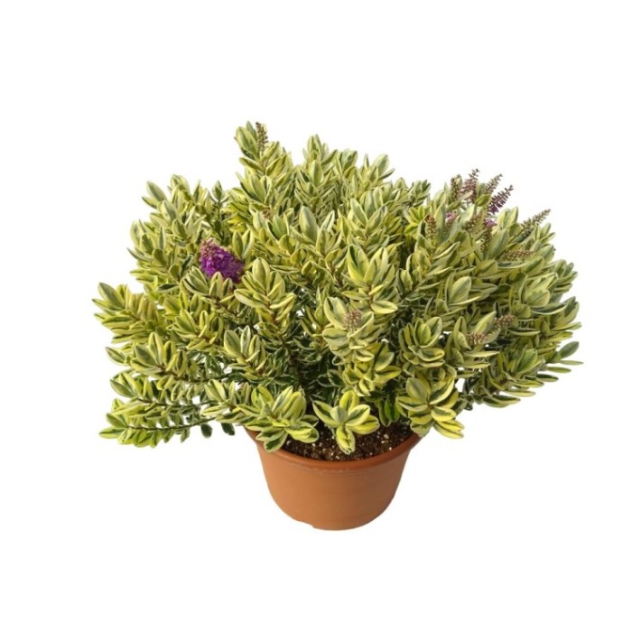 HEBE ANDERSONII VARIEGATA 6L