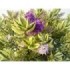HEBE ANDERSONII VARIEGATA 6L
