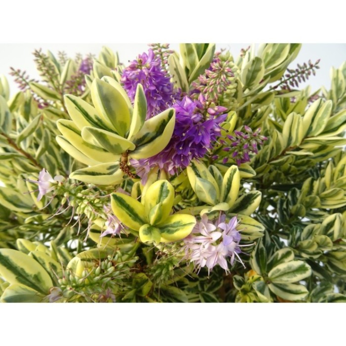 HEBE ANDERSONII VARIEGATA 6L