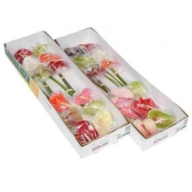 FLOR, ANTHURIUM MIX caixa x12