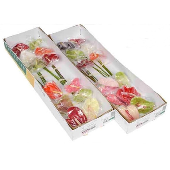 FLOR, ANTHURIUM MIX caixa x12