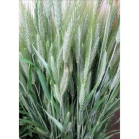 VERDS, ESPIGA VERDE FEIX (300 APROX)