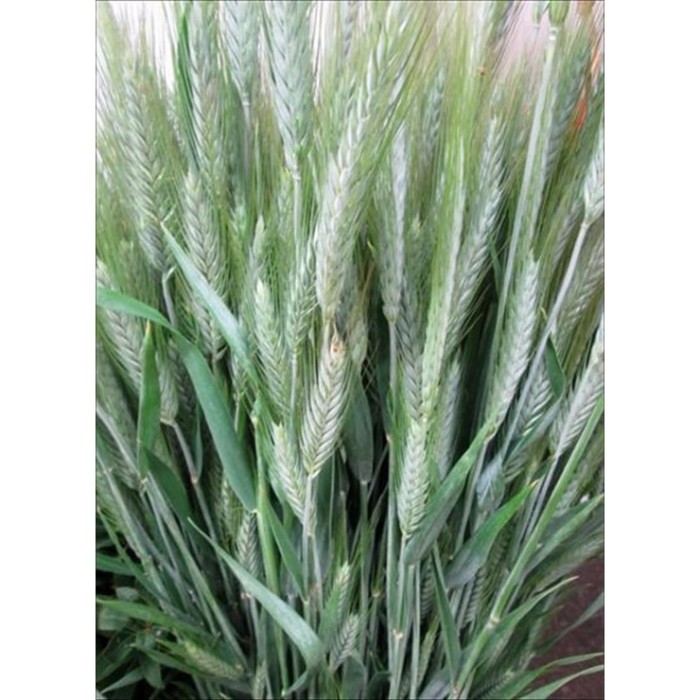 VERDS, ESPIGA VERDE FEIX (300 APROX)