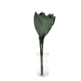 VERDS, ASPIDISTRA 80cm paq.x10