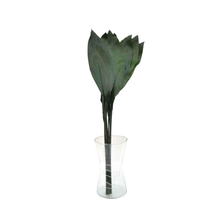 VERDS, ASPIDISTRA 80cm paq.x10