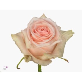 FLOR, ROSA HO. LOVELY DOLOMITI 70cm,paq.x10 rosa