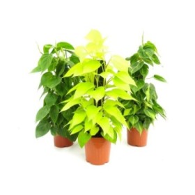 POTHOS  MIX TUTOR M17 -50cm. Empalmaple