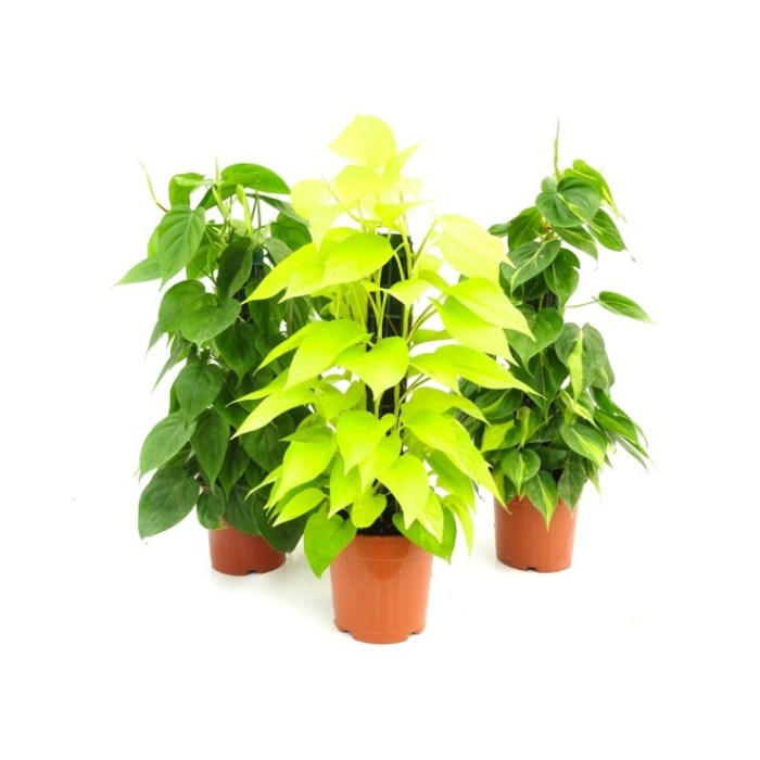 POTHOS  MIX TUTOR M17 -50cm. Empalmaple