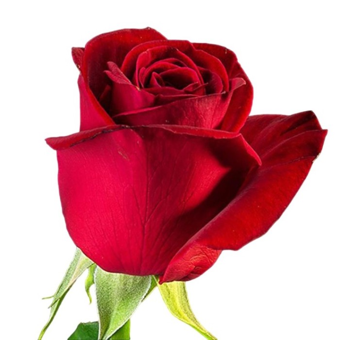 ROSA colombia/equador, 50cm. x25 FREEDOM vermell S.JORDI