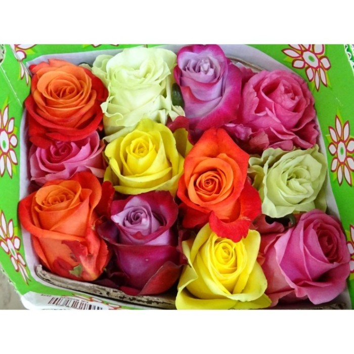 ROSA ECUADOR,  60cm. x25 RAINBOW NATURAL