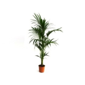 KENTIA  M21  H150  Ca.