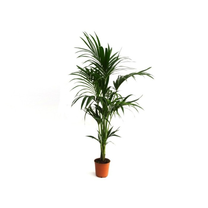 KENTIA  M21  H150  Ca.