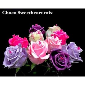 FLOR, ROSA HO. CUPCAKE 70cm, paquet x10