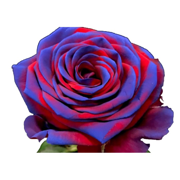 FLOR, ROSA RED NAOMI BARÇA 70cmx10 RESERVA S.JORDI