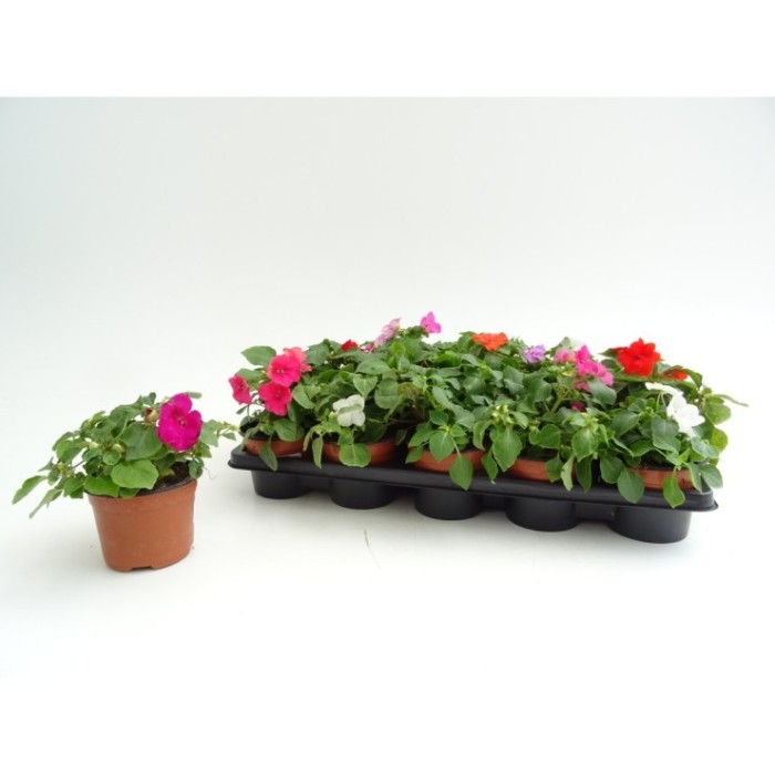 IMPATIENS WALLERIANA M11