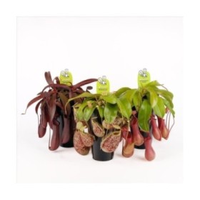 NEPENTHES  M12 MIX