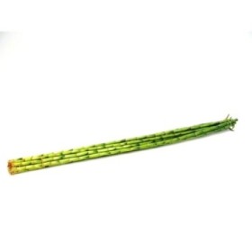 BAMBU  canyes 100cm.