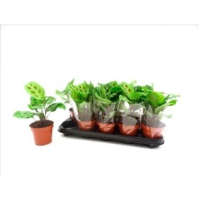 MARANTA KERKOVIANA M12