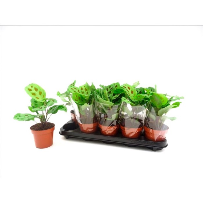 MARANTA KERKOVIANA M12