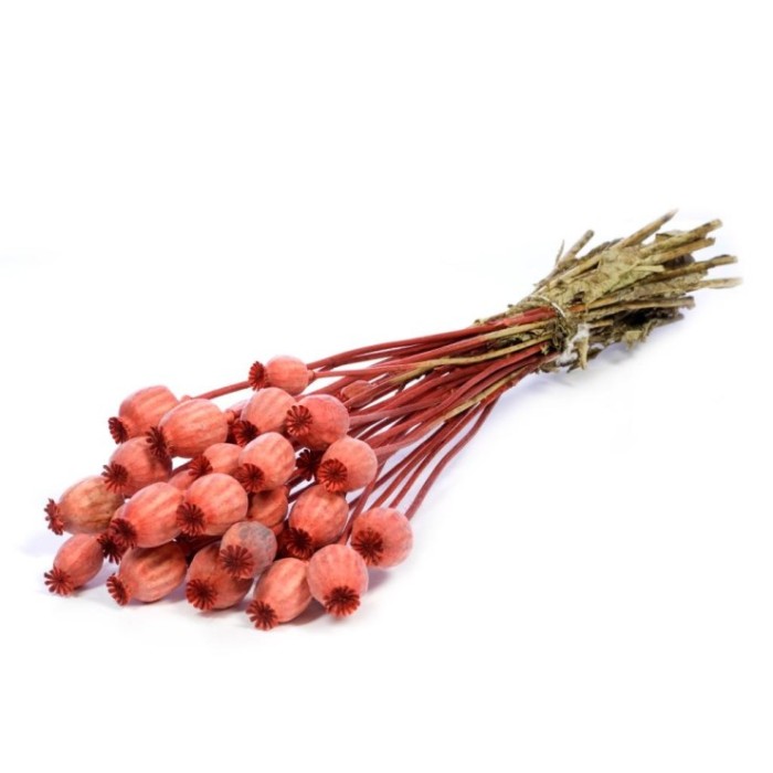 F.SECA, Papaver naranja OSCURO CRAFT