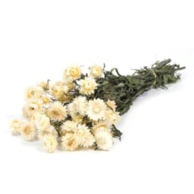 F.SECA, Helichrysum blanca natural CRAFT