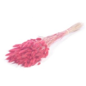 F.SECA, Lagurus ovatus rosa CRAFT