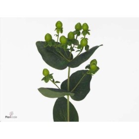 FLOR, HYPERICUM COCO BAMBU 60cm. x10 verd