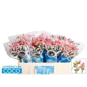 FLOR, HYPERICUM COCO CASINO 70cm. x10  rosa