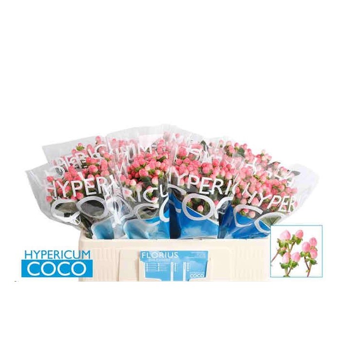 FLOR, HYPERICUM COCO CASINO 70cm. x10  rosa