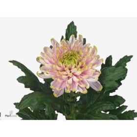 FLOR, CHRISANTHEM ROSSANO CHARLOTTE x10 rosa/verd