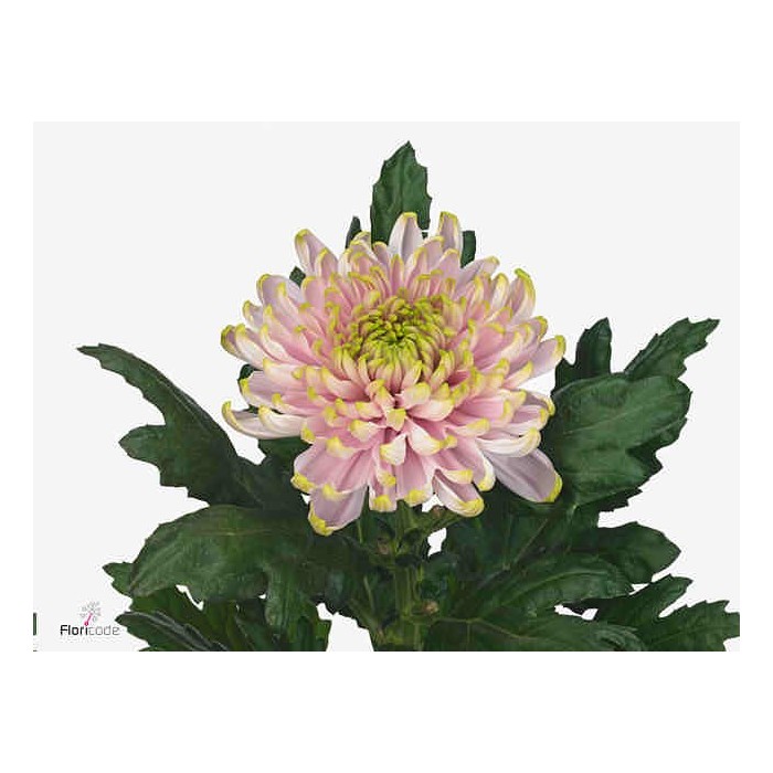 FLOR, CHRISANTHEM ROSSANO CHARLOTTE x10 rosa/verd