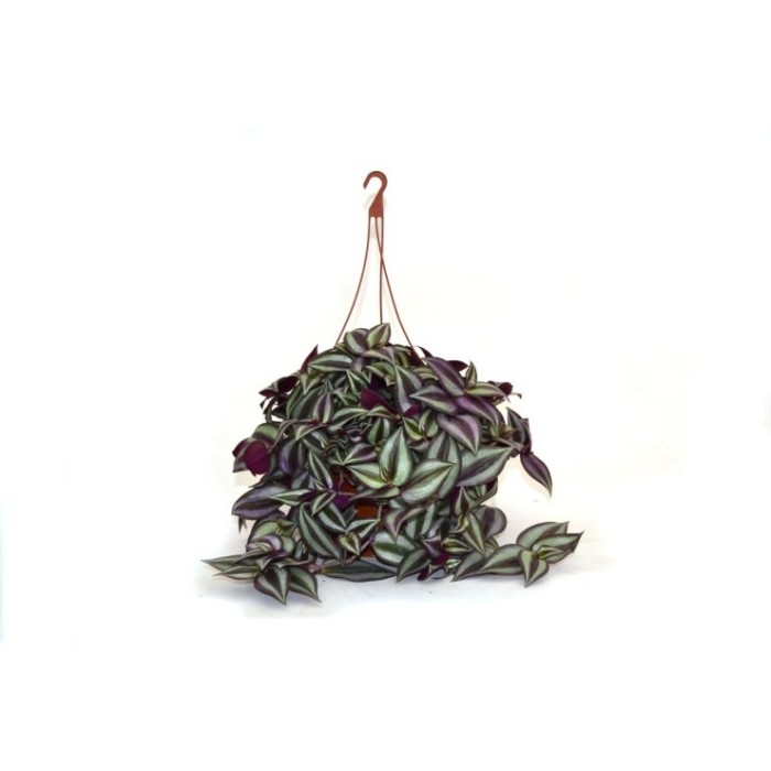 TRADESCANTIA IVORY T17