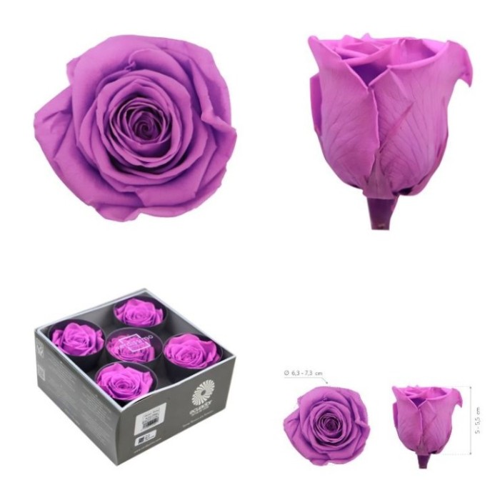 ROSA PRESERVADA SENSE TIJA LILA BRILLANT CX 5UNI