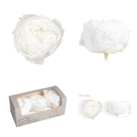 PEONIA PRESERVADA BLANCA 3UN