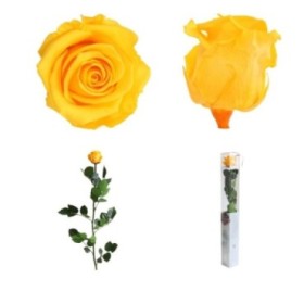 ROSA PRESERVADA AMARILLA CAJA REGALO 55CM
