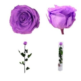 ROSA PRESERVADA LILA BRILLANT CAJA REGALO 55CM