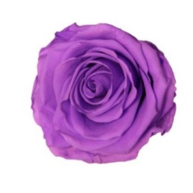 ROSA PRESERVADA LILA BRILLANT CAJA REGALO 55CM