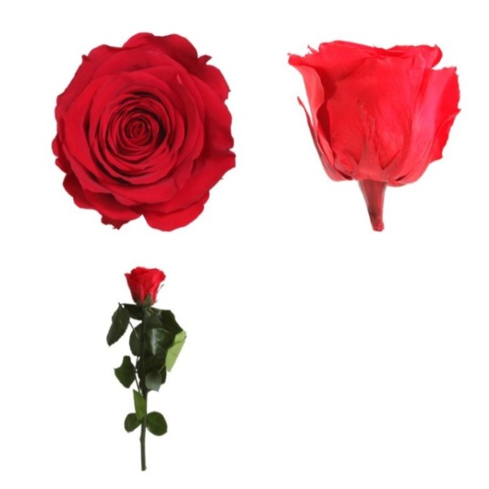 ROSA PRESERVADA VERMELLA TIJA 20cm. (UNITAT)