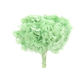 HORTENSIA PRESERVADA VERDE MENTA D15-20CM UNITAT